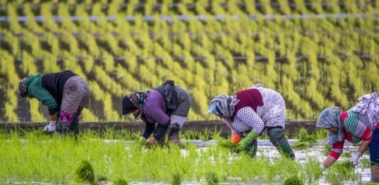 TEXTO ÍNTEGRO: Alerta Hoy en la INDUSTRIA ALIMENTARIA; clima extremo eleva PRECIO por RACIÓN