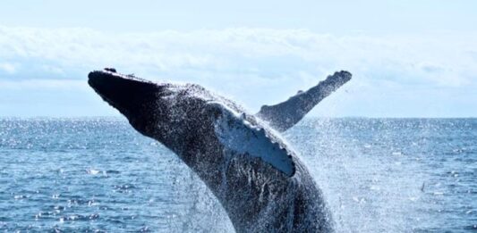 TEXTO ÍNTEGRO: CANTO de las BALLENAS AZULES cae 40% por alza en la Temperatura del MAR