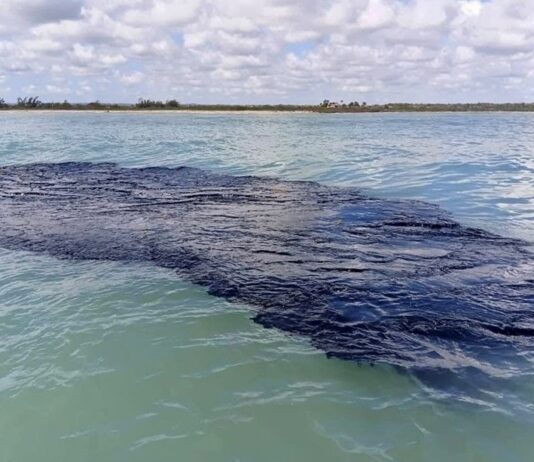 Alerta: ECOCIODIO en el GOLFO de MÉXICO, derrame de PETRÓLEO afecta las COSTAS de 4 ESTADOS
