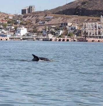 MEGA-ECOCIDIO en Sinaloa con PLANTA de AMONIACO: alertan gran impacto Ambiental y Social