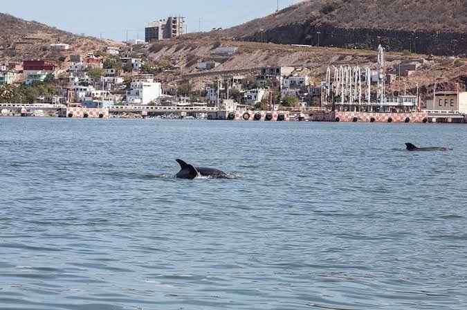 bahia Topolobampo