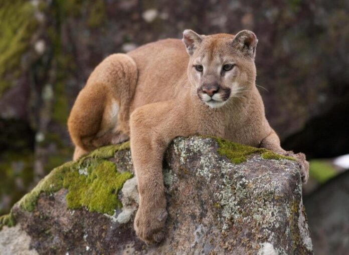 PUMA