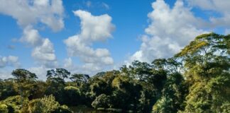 AMAZONÍA COLOMBIANA, Modelo MUNDIAL de Protección ANIMAL y Salvaguarda de BOSQUES y SELVA