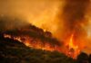 INCENDIOS FORESTALES en EUROPA golpean a la POBLACIÓN, el TURISMO y la ECONOMÍA